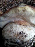 Boletus rubriceps image