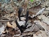 Geoglossum difforme image