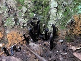 Geoglossum difforme image