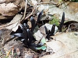Geoglossum difforme image