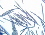 Geoglossum difforme image