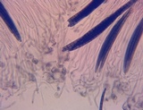 Geoglossum difforme image