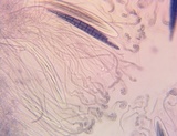 Geoglossum difforme image