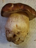 Boletus rubriceps image