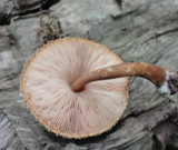 Pluteus granularis image