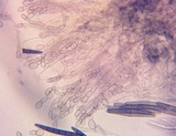 Geoglossum simile image