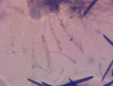 Geoglossum simile image