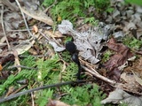 Trichoglossum hirsutum image