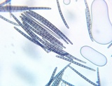 Trichoglossum hirsutum image