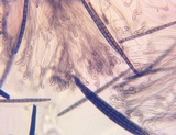 Trichoglossum hirsutum image