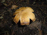 Cortinarius distans image