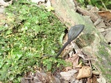 Trichoglossum variabile image