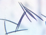 Trichoglossum variabile image