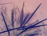 Trichoglossum variabile image