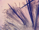 Trichoglossum variabile image
