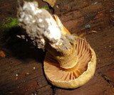 Cortinarius distans image