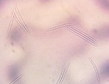 Geoglossum alveolatum image