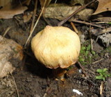 Cortinarius distans image