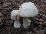 Amanita canescens image