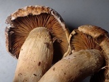 Cortinarius subtortus image