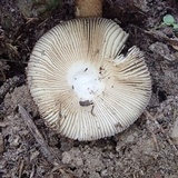 Amanita pekeoides image