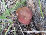Tricholomopsis rutilans image