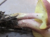Tricholomopsis rutilans image