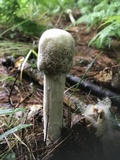 Hypomyces hyalinus image