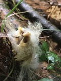 Hypomyces hyalinus image