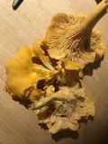 Cantharellus enelensis image