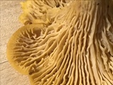 Cantharellus enelensis image