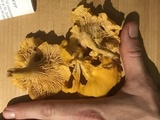 Cantharellus enelensis image