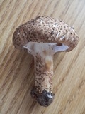 Echinoderma asperum image