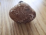 Echinoderma asperum image