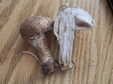 Echinoderma asperum image