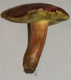 Boletus subfraternus image