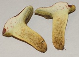 Boletus subfraternus image