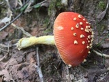 Amanita parcivolvata image