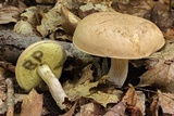 Boletus pallidus image