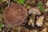 Tylopilus rubrobrunneus image