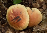 Lanmaoa carminipes image