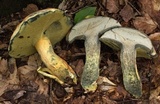Lanmaoa carminipes image
