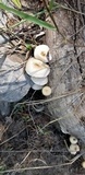 Lentinus tigrinus image