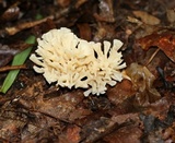Sebacina schweinitzii image