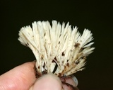 Sebacina schweinitzii image