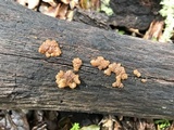 Myxarium nucleatum image