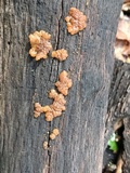 Myxarium nucleatum image