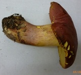 Lanmaoa pallidorosea image