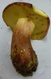 Lanmaoa pallidorosea image