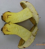 Lanmaoa pallidorosea image